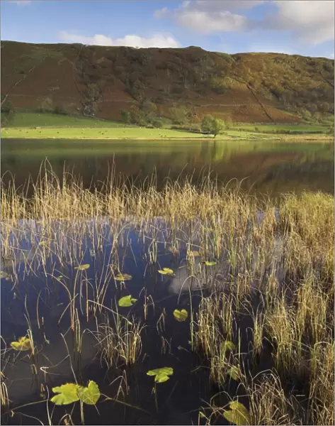 Autumn colours, Watendlath Tarn, Borrowdale, Lake District National Park