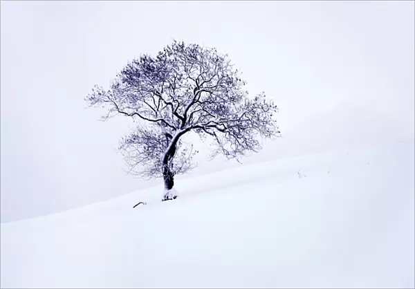 Tree in winter snow, North York Moors National Park, North Yorkshire, England