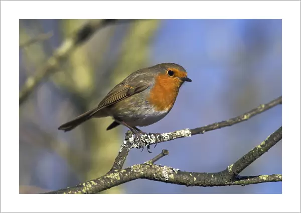 Robin, Erithacus rubecula, perched on a tree branch at Leighton Moss RSPB nature reserve