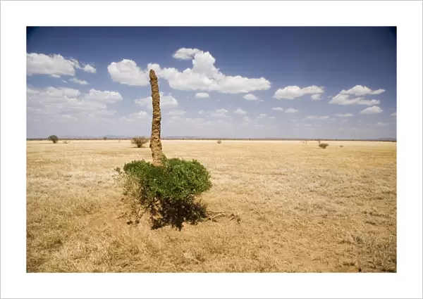 Termite mound, Lower Omo Valley, Ethiopia, Africa
