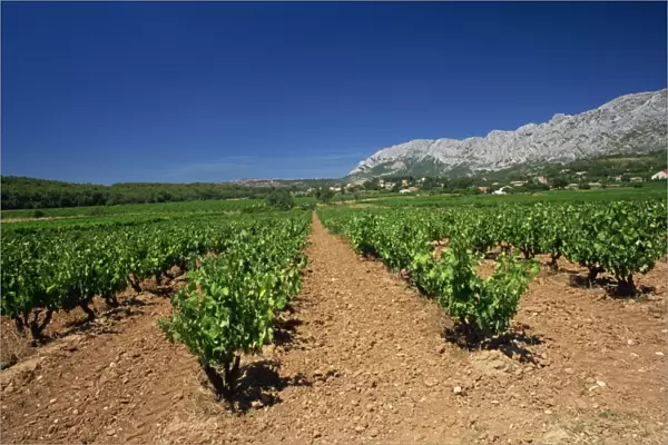 Vineyard at foot of Mont Ste. -Victoire, near Aix-en-Provence, Bouches-du-Rhone