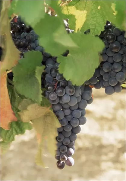 Cabernet Sauvignon grapes, Pauillac, Medoc, Aquitaine, France, Europe