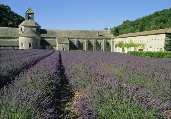 Rows of lavender at the Abbaye de Senanque, Vaucluse, Provence, France, Europe