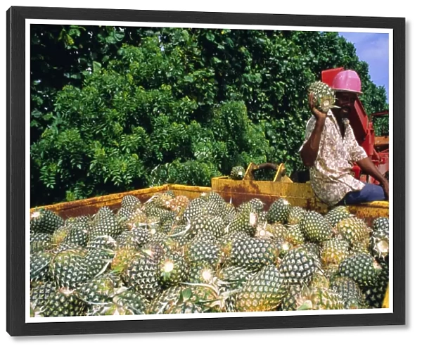 Harvested pineapples