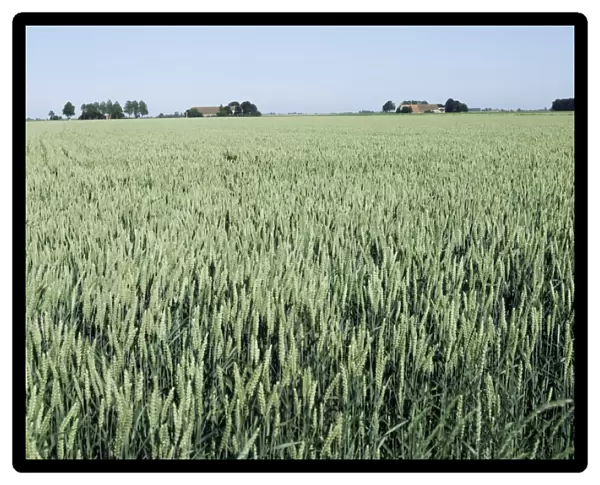 Wheat, North East Friesland