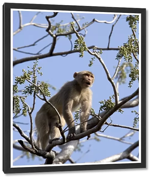 Rhesus macaque monkey (Macaca mulatta)