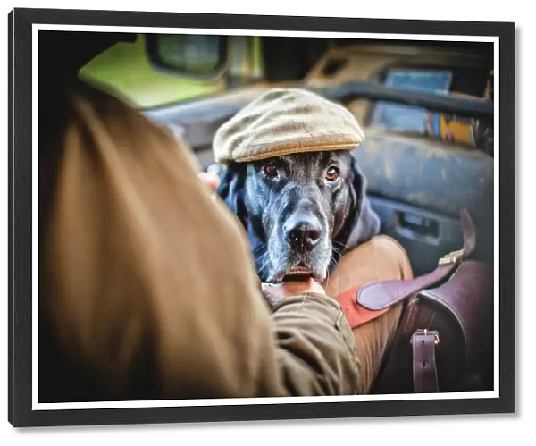 Gun dog with shooting cap, Buckinghamshire, England, United Kingdom, Europe