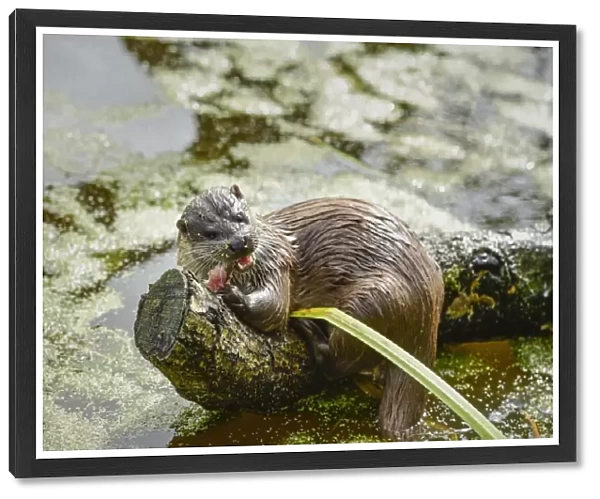 Otter (Lutra lutra), Devon, England, United Kingdom, Europe