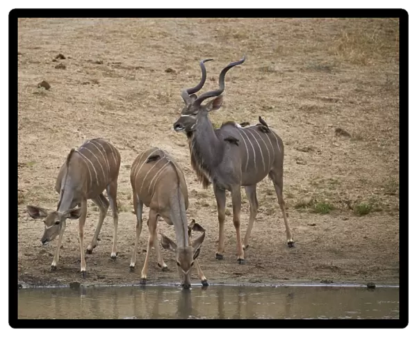 Greater kKudu (Tragelaphus strepsiceros) buck with two doe drinking, Kruger National Park