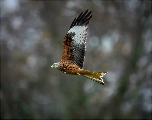 Red Kite, a bird of prey, Gigrin, Wales, United Kingdom, Europe