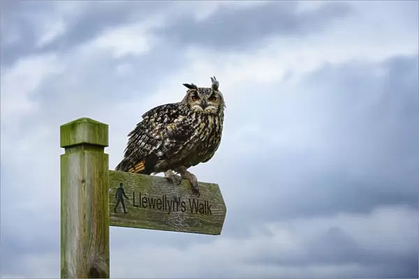 Eagle owl, raptor, bird of prey on sign post for Llewellyn sWalk, Rhayader, Mid Wales