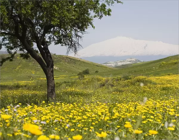 Spring meadow with snow covered Mount Etna in distance