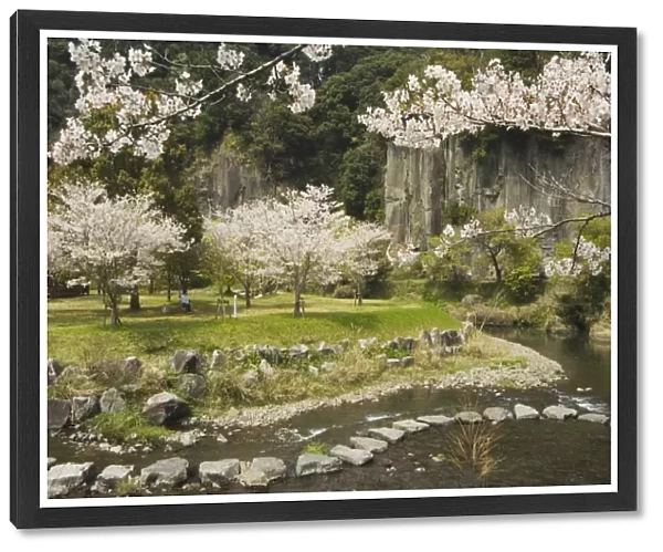 Spring cherry blossoms near river with stepping stones
