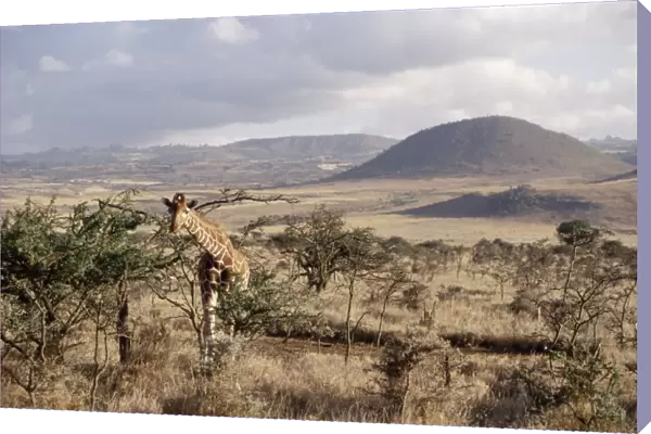 Giraffe, Kenya