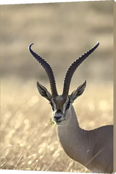 Grants Gazelle (Gazella granti)