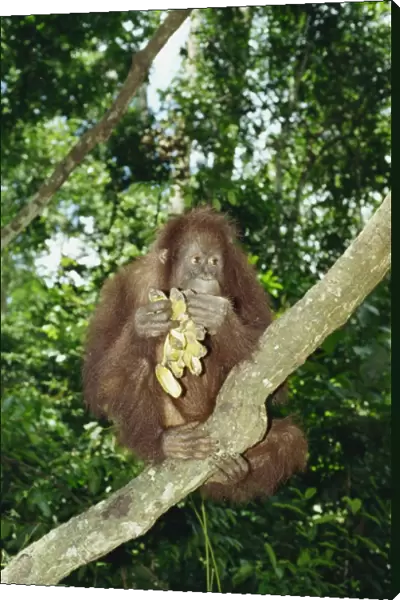 Orangutan (Pongo pygmaeus) sits in a tree eating bananas