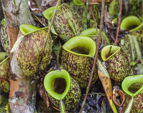 Tropical pitcher plants (Nepenthes spp) at the Semenggoh Rehabilitation Center, Sarawak
