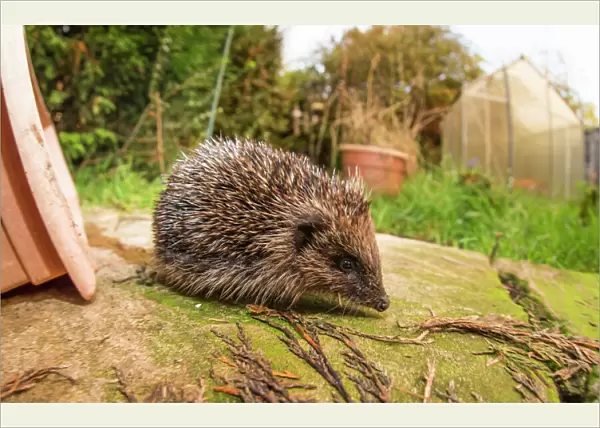 Hedgehog (Erinaceinae), Durham, England, United Kingom, Europe