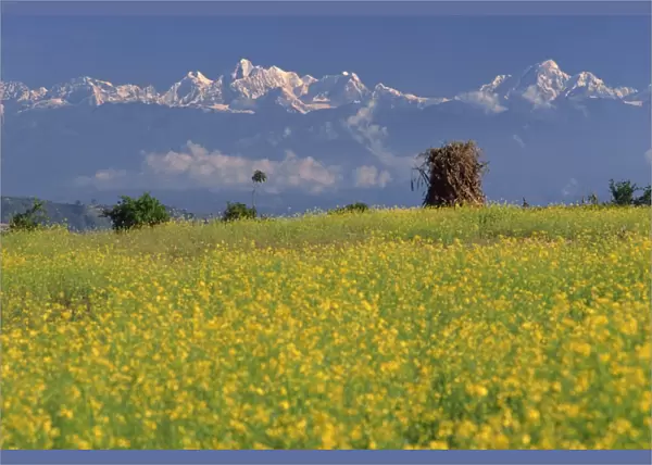 Landscape of yellow flowers of mustard crop and the