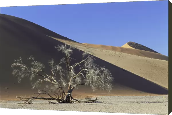 Tree and sand dune near Sesriem