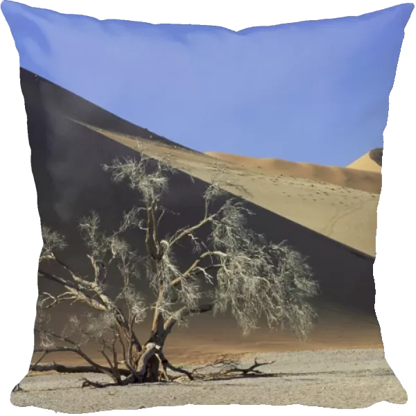 Tree and sand dune near Sesriem