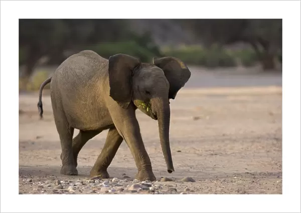 Young desert-dwelling elephant (Loxodonta africana africana)
