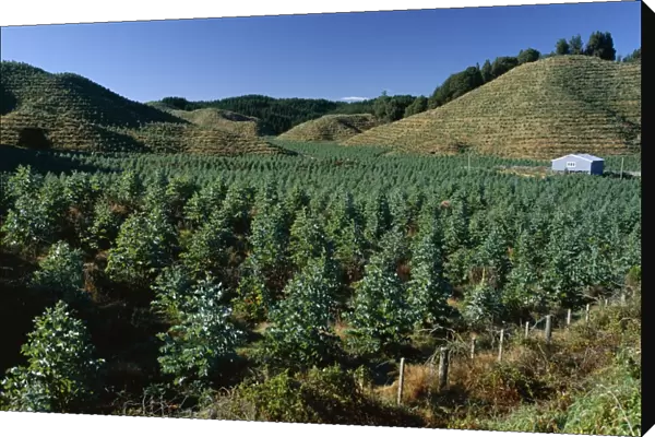 Tree plantation north of Rotorua in the Bay of Plenty region