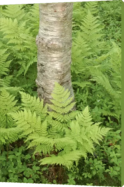 Silver birch trees and ferns