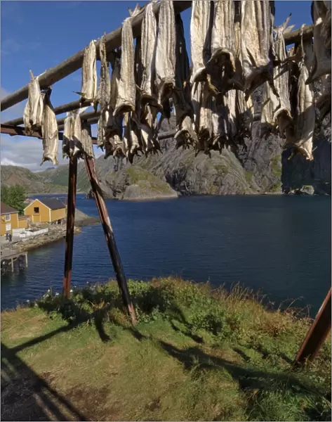 Cod drying