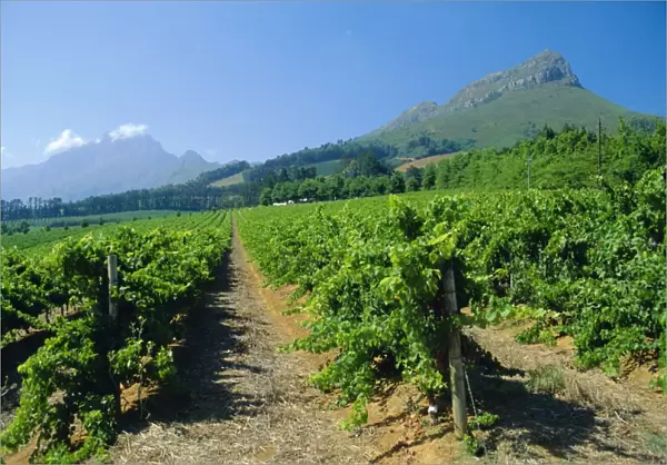Cape Winelands near Stellenbosch