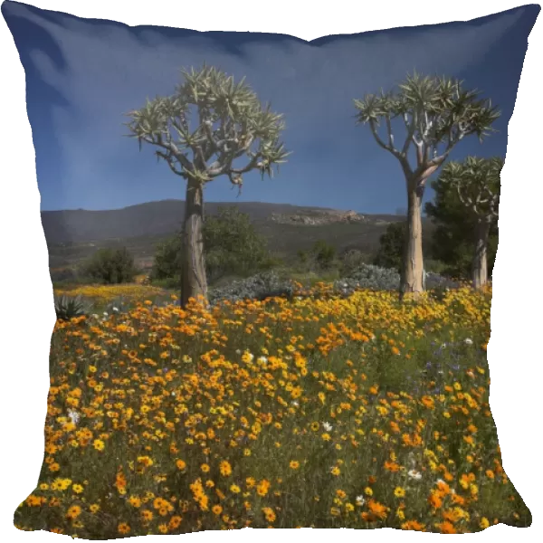Wildflowers and quiver trees