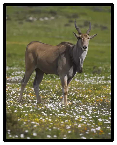 Eland, Taurotragus oryx