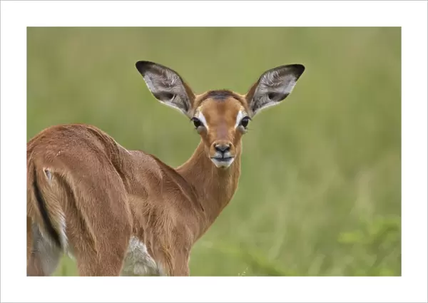 Young impala (Aepyceros melampus) looking at the camera