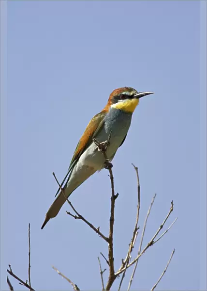 European bee-eater or golden-backed bee-eater (Merops apiaster)