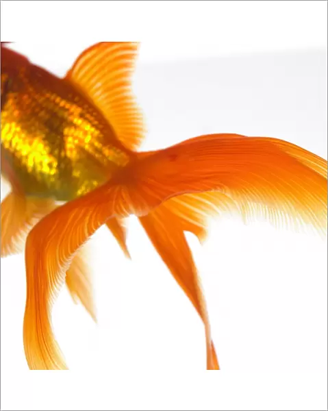Detail of a goldfish tail