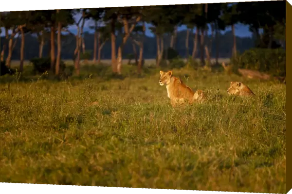 Lions (Panthera leo) resting at sunrise, Masai Mara, Kenya, East Africa, Africa
