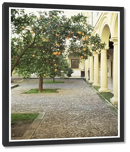 Orange tree in courtyard