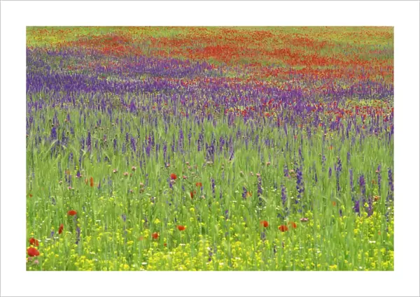 Wild flowers in a spring meadow near Valdepenas
