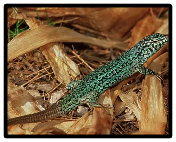 Green lizard (Podarcis pityusensis)