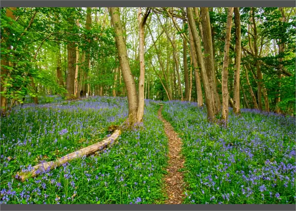 Bluebells, High Littleton Woods, Somerset, England, United Kingdom, Europe
