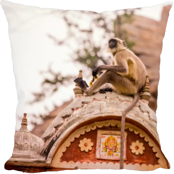 Monkey sitting in abandoned cistern, Jaipur, Rajasthan, India, Asia