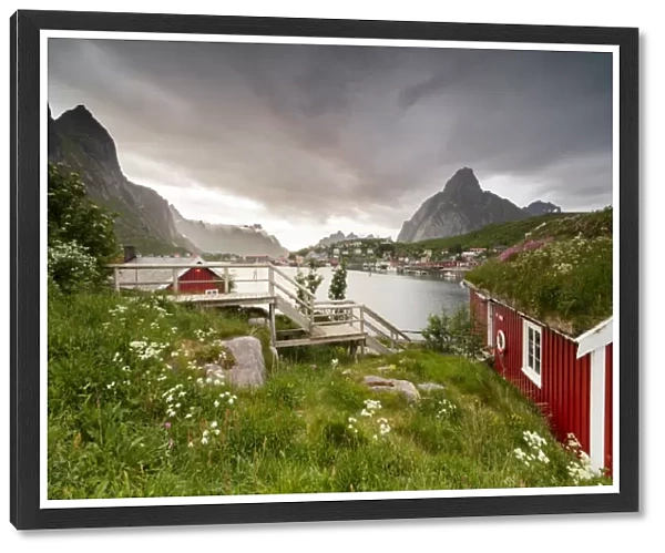Green grass and flowers frame the typical Rorbu surrounded by sea, Reine, Nordland county