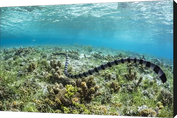 Banded sea krait (Laticauda colubrina) searching for food on Sebayur Island, Flores Sea