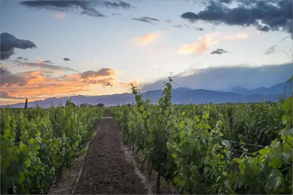 Malbec vineyards at the foot of the Andes in the Uco Valley near Mendoza, Argentina