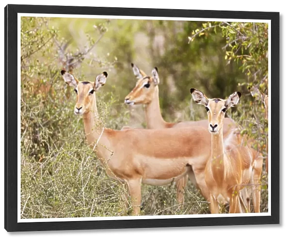 Impala (Aepyceros melampus), Kruger National Park, South Africa, Africa