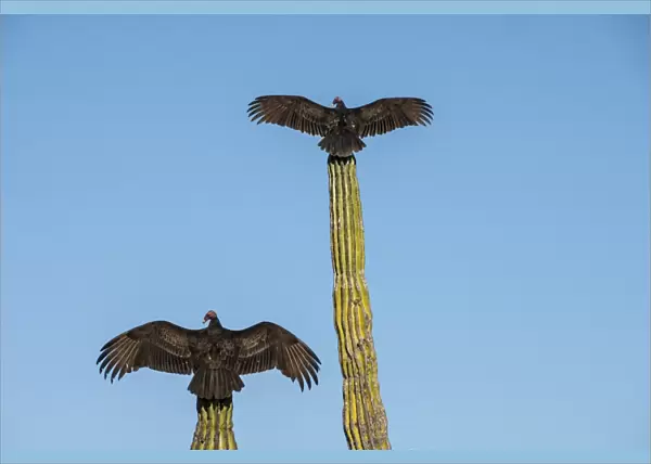 Turkey vultures on Cardon cacti, morning warm-up, San Ignacio, Baja California, Mexico