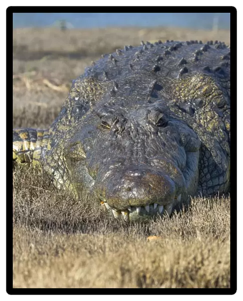 Nile crocodile (Crocodylus niloticus), Chobe River, Botswana, Africa