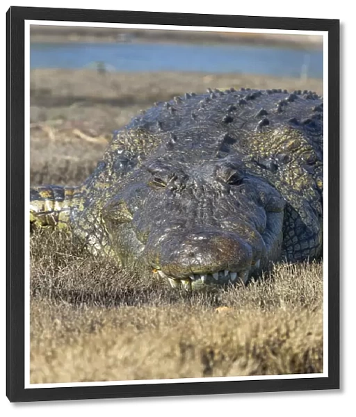 Nile crocodile (Crocodylus niloticus), Chobe River, Botswana, Africa