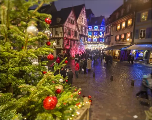 Colourful lights on Christmas trees and ornaments at dusk, Colmar, Haut-Rhin department