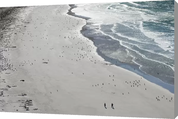 Tourists walking between a huge numbers of Long-tailed gentoo penguins (Pygoscelis papua)